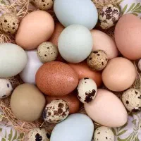 تخم مرغ بومی و تخم بلدرچین|خوردنی و آشامیدنی|کاشان, نوش آباد|دیوار