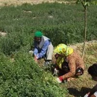 بیده  تازه کاشت زرند