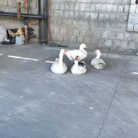 غاز تخم گذار نر و ماده  موقعیت  بوانات فارس