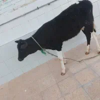گوساله نر ماده هلشتاین 270