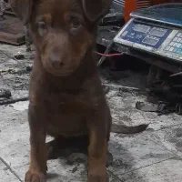 میکس ژرمن پژدر