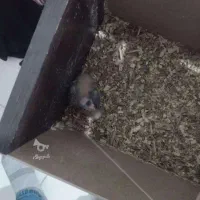 عروس هلندی معاوظه|پرنده|بردسکن, |دیوار