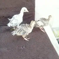 ۳عددجوجه بوقلمون محلی