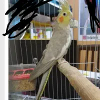 عروس هلندی ماده