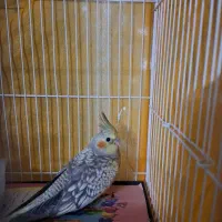 عروس هلندی 2 ماهه خوشکل و سرحال