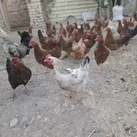 فروش 25 عدد مرغ بومی تخمگذار