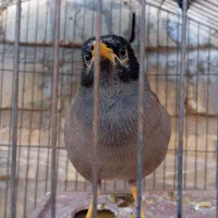 مرغ مینا|پرنده|شیراز, سلطان آباد|دیوار