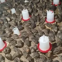 جوجه بلدرچین وبلدرچین گوشتی و تخم گذار|حیوانات مزرعه|رودان, |دیوار