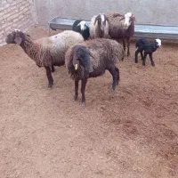 گوسفندمیش بره دار