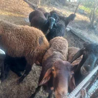 فروش۱۳ بره پرواری قزل افشاری|حیوانات مزرعه|سورک, |دیوار