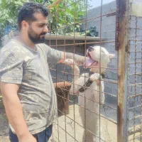 جفت سگ دوگو آرژانتینو اصیل و شجره دار