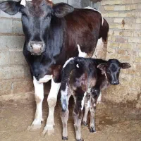 گاو و گوساله