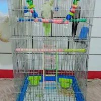 عروس هلندی سخنگو