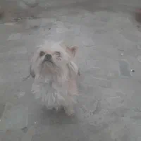 پا کوتاه پشمالو