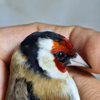 چهار عدد سهره خال حلب گل قفل