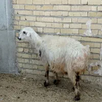 میش ابستن .کربال.