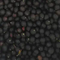 بذر‌برگ‌بو‌