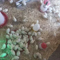 ۳۰۰ عدد جوجه۱۷روزه گوشتی راس ۳۰۸