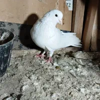 کبوتر|پرنده|لولمان, |دیوار