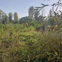 فروش-زمین-حمیدیان