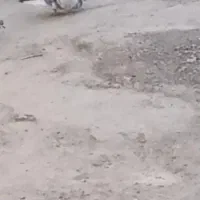 کبوتر گمشده