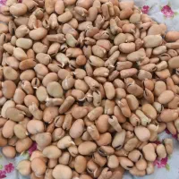 باقالی (باقلا)|خوردنی و آشامیدنی|تهران, جوادیه تهرانپارس|دیوار