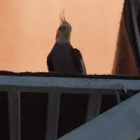 جفت عروس هلندی دستی