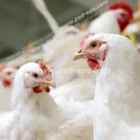 استخدام کارگر