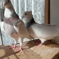 طوقی|پرنده|قم, انصار‌الحسین|دیوار