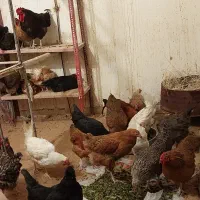 مرغ تخمگذار محلی