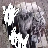 کبوتر برای فروش دونه ای ۱۰۰ تومان