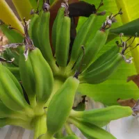 نهال موز فروشی