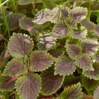 گل و گیاه خانگی و ارزان