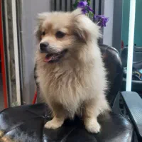 توله ۶ماه پامرین روباهی خرسی میکس  اکسن زده