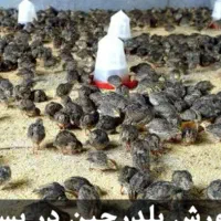 بلدرچین ۷۰ روزه