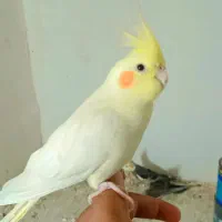 عروس هنلدی