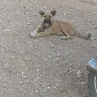 توله نره اصل سراب