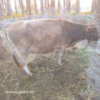 گاو معامله ای