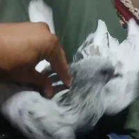 کبوتر سرور دم سفید نر|پرنده|فیروزآباد (فارس), |دیوار