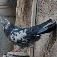 کبوتر گرفتنی|پرنده|قم, در بهشت|دیوار