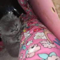 گربه|گربه|دزفول, |دیوار