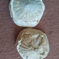 فسیل صدف کلکسیونی