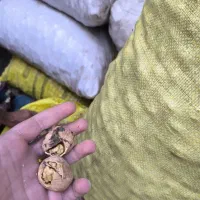 گردو درجه یک