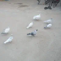 کبوتر|پرنده|بسطام, |دیوار