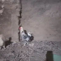 خروس سلطان
