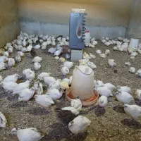 فروش بلدرچین  قیمت آماده ۱۴۰تومن