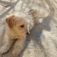 پاکوتاه خوشکل