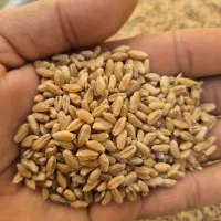گندم بذری دروم مناسب