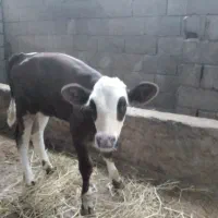 گاوسمینتال باگوساله قرمز|حیوانات مزرعه|بابل, |دیوار