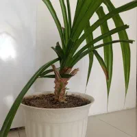 گل پاندانوس با گلدان